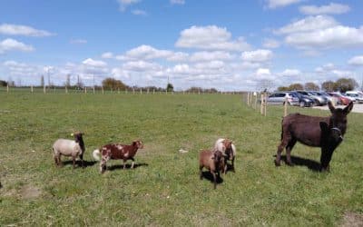 ECO-PÂTURAGE SUR LE SITE DE PRODUCTION LCA